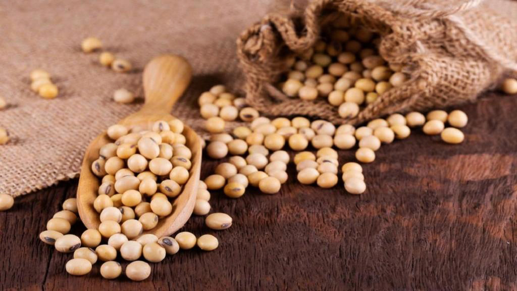 سویا آجیلی برجیا