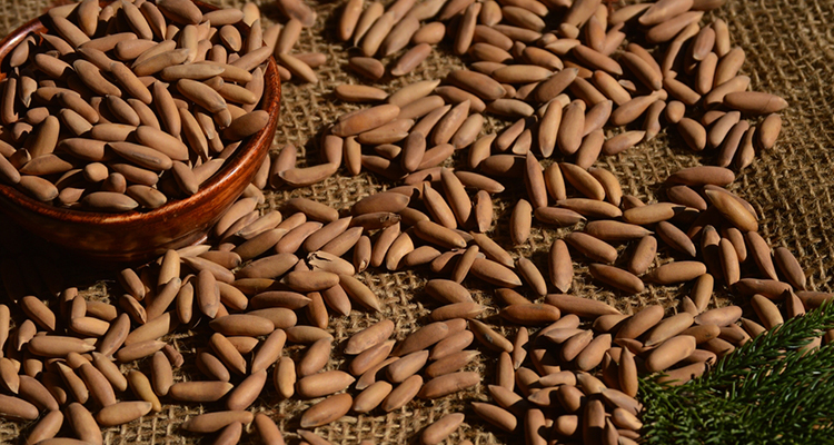 تصویر چلغوز باکیفیت و اعلاء