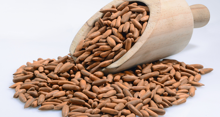 تصویر چلغوز خام درجه یک