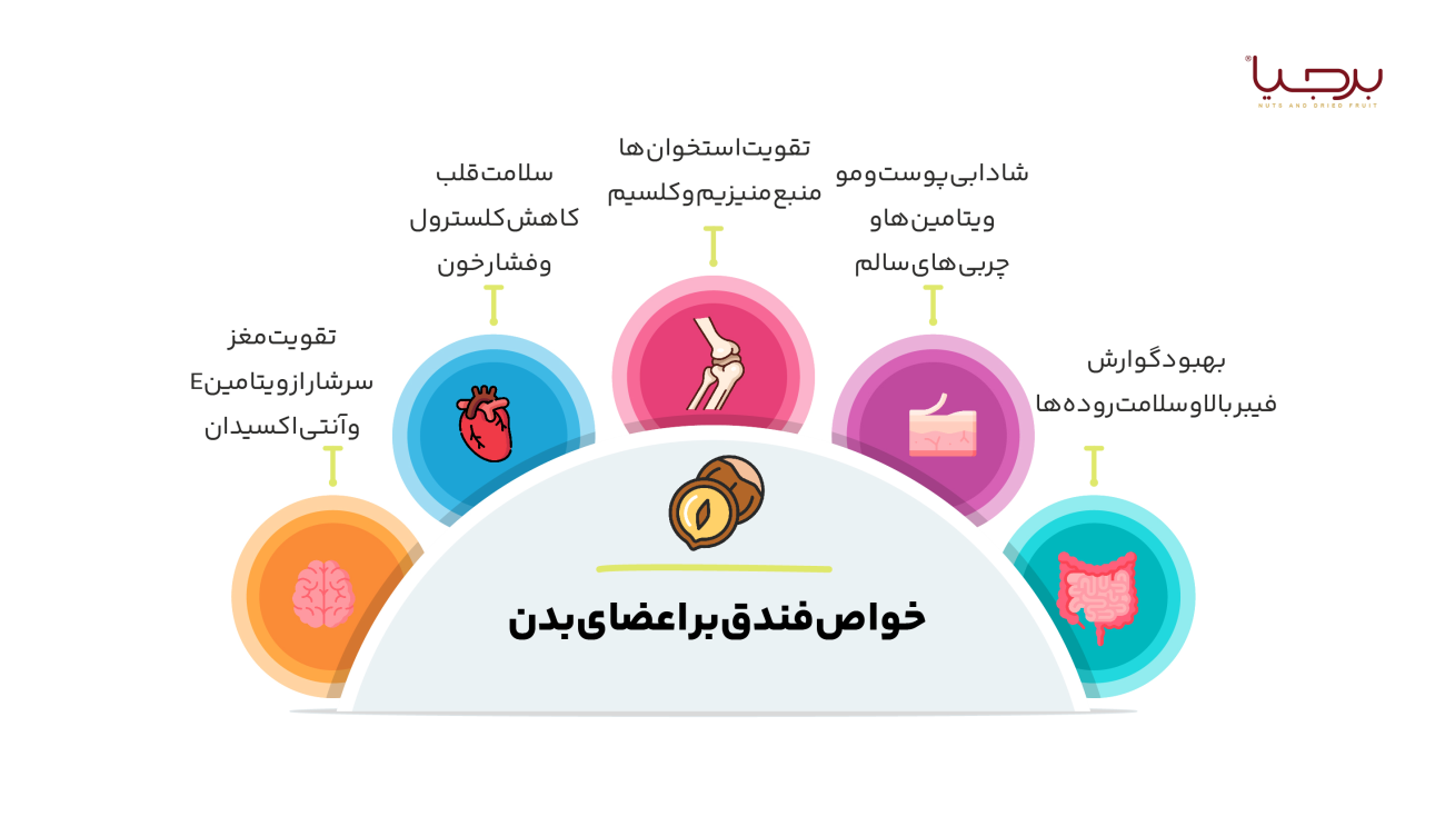 اینفوگرافیک فندق برجیا